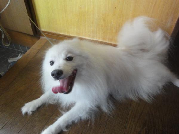日本スピッツ子犬販売情報、純白（ホワイト）、母犬、栃木県ブリーダー、ID121010027252、ID121010072071