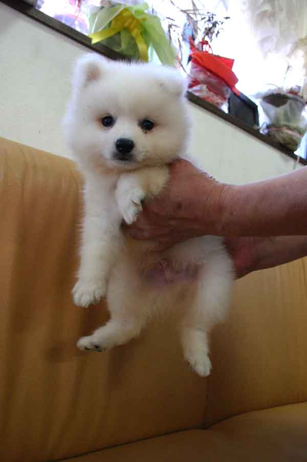 日本スピッツ子犬販売情報、純白（ホワイト）、男の子（オス)、栃木県ブリーダー、2012年08月18日産まれ、ID121010072071