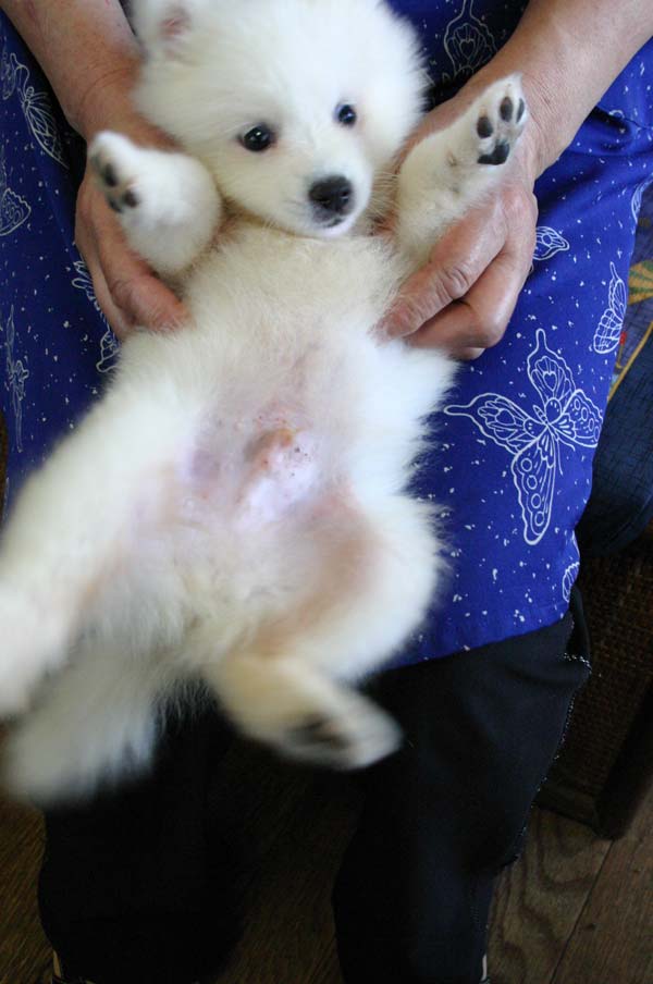 日本スピッツ子犬販売情報、純白（ホワイト）、男の子（オス)、栃木県ブリーダー、2012年08月18日産まれ、ID121010027252