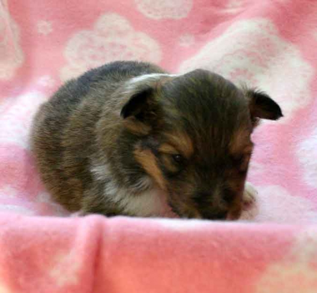 シェットランドシープドッグ（シェルティー、シェルティ）子犬販売、セーブル（セーブル＆ホワイト）、女の子（メス）、2012年11月01日産まれ、埼玉県ブリーダー、ID121122135455