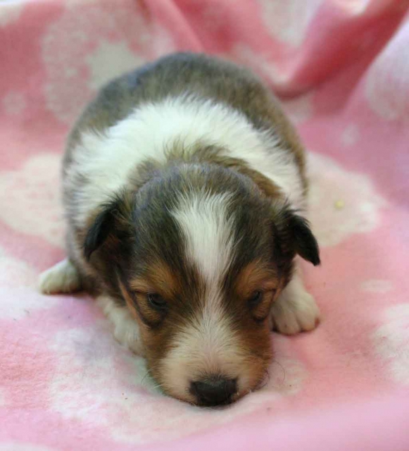 シェットランドシープドッグ（シェルティー、シェルティ）子犬販売、セーブル、女の子（メス）、2012年11月01日産まれ、埼玉県ブリーダー、ID121122808980