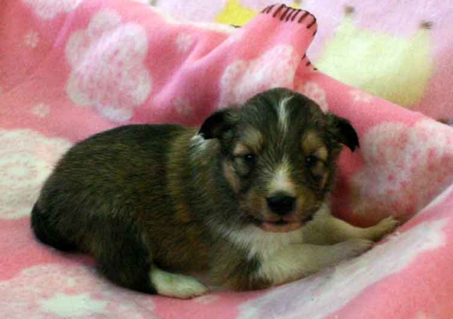 シェットランドシープドッグ（シェルティー、シェルティ）子犬販売、セーブル（セーブル＆ホワイト）、女の子（メス）、2012年11月01日産まれ、ID121122953079