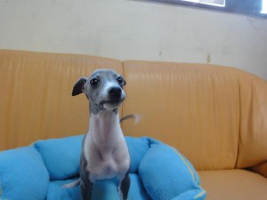 イタリアングレーハウンド子犬販売情報、男の子（オス）、ブルー＆ホワイト、2012年09月26日生れ、栃木県ブリーダー、ID121210906048