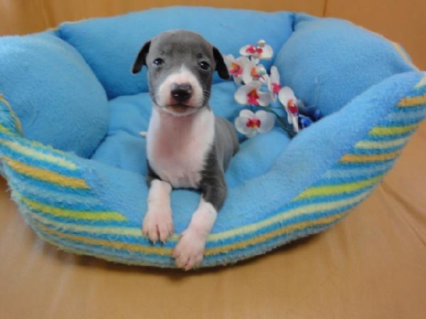 イタリアングレーハウンド子犬販売情報、男の子（オス）、ブルー＆ホワイト、2012年08月26日生れ、栃木県ブリーダー、ID121010558887