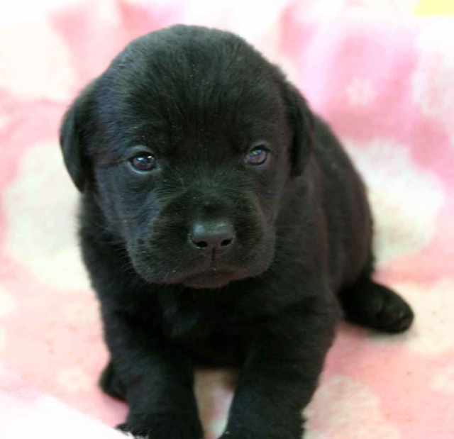 ラブラドールレトリーバー子犬販売、ブラック（黒ラブ）、男の子（オス）2012年10月27日産まれ、埼玉県ブリーダー、ID121122331591