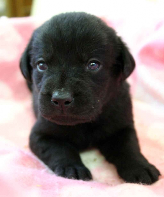ラブラドールレトリーバー子犬販売、ブラック（黒ラブ）、男の子（オス）、2012年10月27日産まれ、埼玉県ブリーダー、ID121122538937