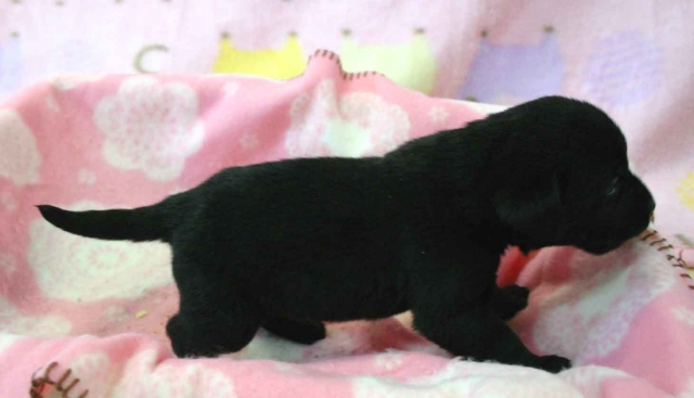 ラブラドールレトリーバー子犬販売、ブラック（黒ラブ）、男の子（オス）、2012年10月27日産まれ、埼玉県ブリーダー、ID121122538937