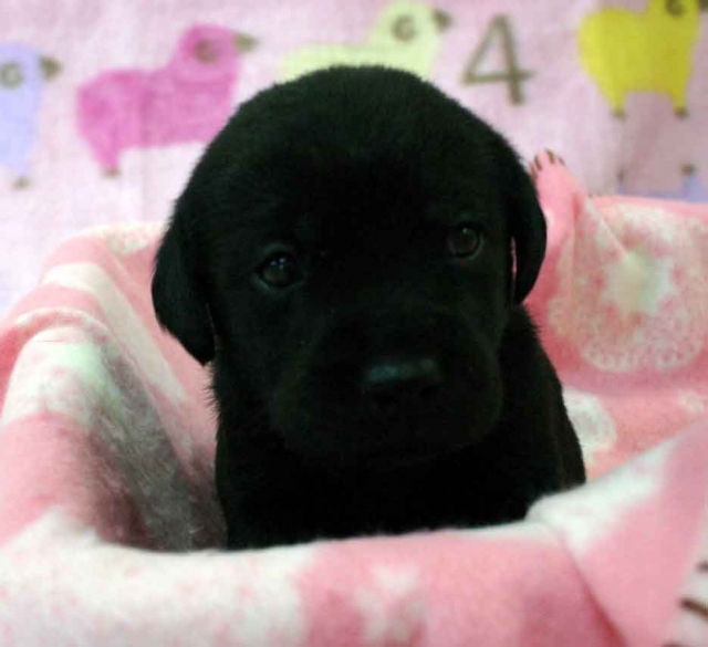 ラブラドールレトリーバー子犬販売、ブラック（黒ラブ）、男の子（オス）、2012年10月27日産まれ、埼玉県ブリーダー、ID121122776873