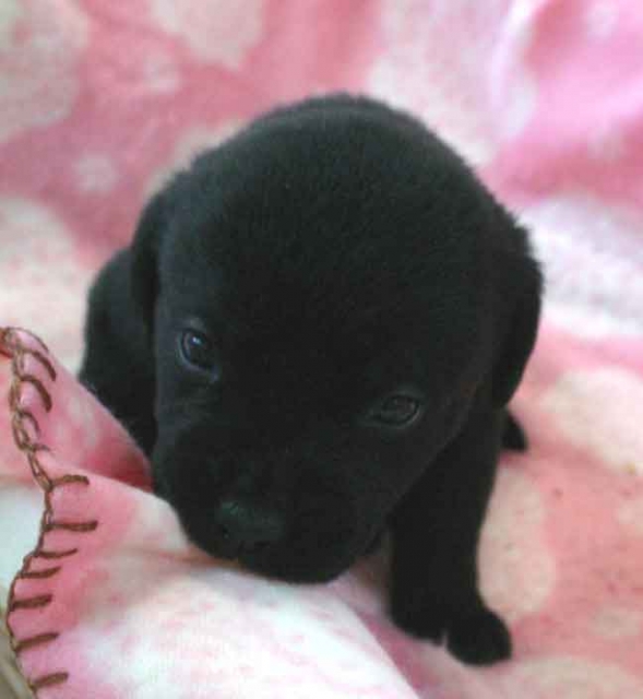 ラブラドールレトリーバー子犬販売、ブラック（黒ラブ）、男の子（オス）、2012年10月27日産まれ、埼玉県ブリーダー、ID121122821409