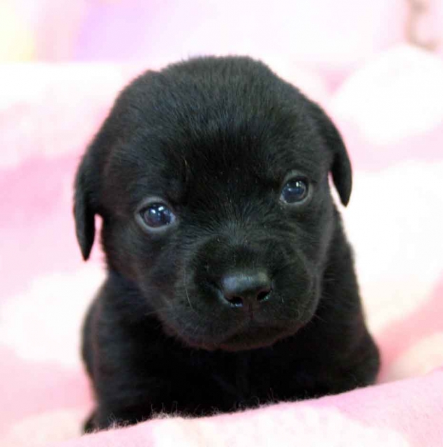 ラブラドールレトリーバー子犬販売、ブラック（黒ラブ）、男の子（オス）、2012年10月27日産まれ、埼玉県ブリーダー、ID121122837591