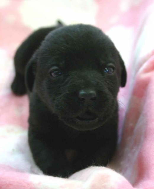 ラブラドールレトリーバー子犬販売、ブラック（黒ラブ）、男の子（オス）、2012年10月27日産まれ、埼玉県ブリーダー、ID121122860344