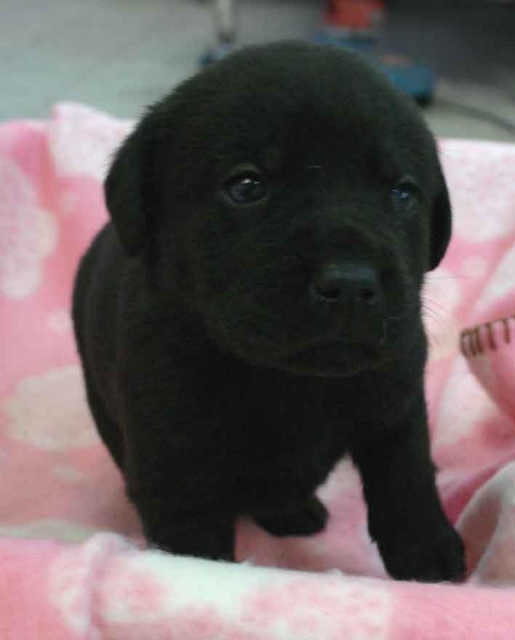 ラブラドールレトリーバー子犬販売、ブラック（黒ラブ）、女の子（メス）、2012年10月27日産まれ、埼玉県ブリーダー、ID121122949384