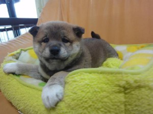 柴犬子犬販売、赤毛（赤柴）、女の子（メス）、2012年12月15日産まれ、栃木県ブリーダー、ID20121215-001