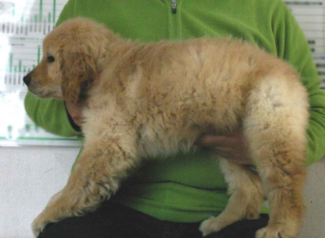 ゴールデンレトリーバー子犬販売、ゴールド、女の子（メス）、2012年11月16日産まれ、茨城県ブリーダー、ID130124926095
