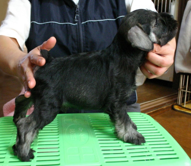 ミニチュアシュナウザー子犬販売、ソルト＆ペッパー、男の子（オス）、2013年01月30日産まれ、神奈川県ブリーダー、ID20130130002
