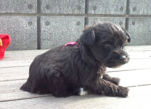 ミニチュアシュナウザー子犬販売、女の子（メス）、ブラック、2013年02月21日産まれ、静岡県ブリーダー、ID20130221001