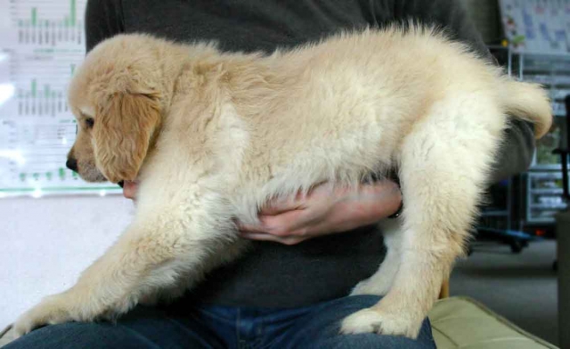 ゴールデンレトリーバー子犬販売、ゴールド、男の子（オス）、2012年09月22日生れ、茨城県ブリーダー、ID121104050425