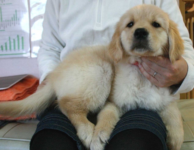 ゴールデンレトリーバー子犬販売、ゴールド、女の子（メス）、2012年09月04日生れ、茨城県ブリーダー、ID121104120973
