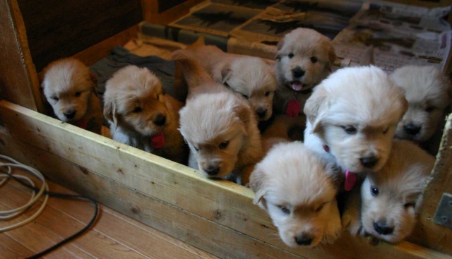 ゴールデンレトリーバー子犬販売、ゴールド、オス１、メス４、2012年09月30日産まれ、茨城県ブリーダー、ID121104190554