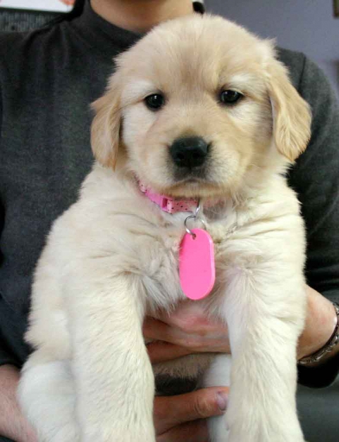 ゴールデンレトリーバー子犬販売、ゴールド、メス、2012年10月04日産まれ、茨城県ブリーダー、ID121104359835