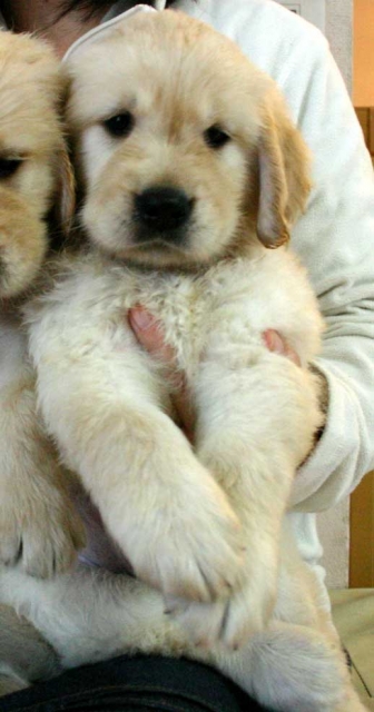 ゴールデンレトリーバー子犬販売、ゴールド、男の子（オス）、2012年09月22日生れ、茨城県ブリーダー、ID121104521992