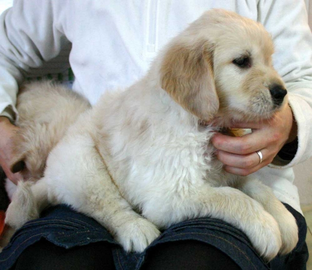 ゴールデンレトリーバー子犬販売、ゴールド、男の子（オス）、2012年09月22日生れ、茨城県ブリーダー、ID121104521992