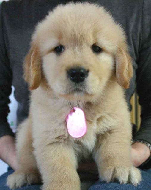 ゴールデンレトリーバー子犬販売情報、ゴールド、女の子、2012年09月30日産まれ、茨城県ブリーダー、ID121104599146