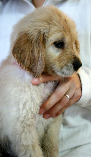 ゴールデンレトリーバー（レトリバー）子犬販売情報、女の子（メス）、ゴールド、2012年09月22日生れ、茨城県ブリーダー、ID121104791067