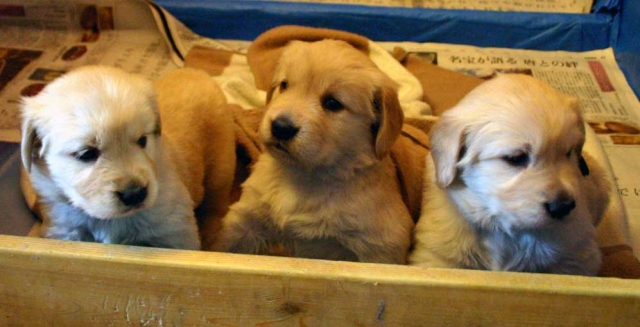 ゴールデンレトリーバー子犬販売、オス、ゴールド、2012年10月04日生れ、茨城県ブリーダー、ID121104937834