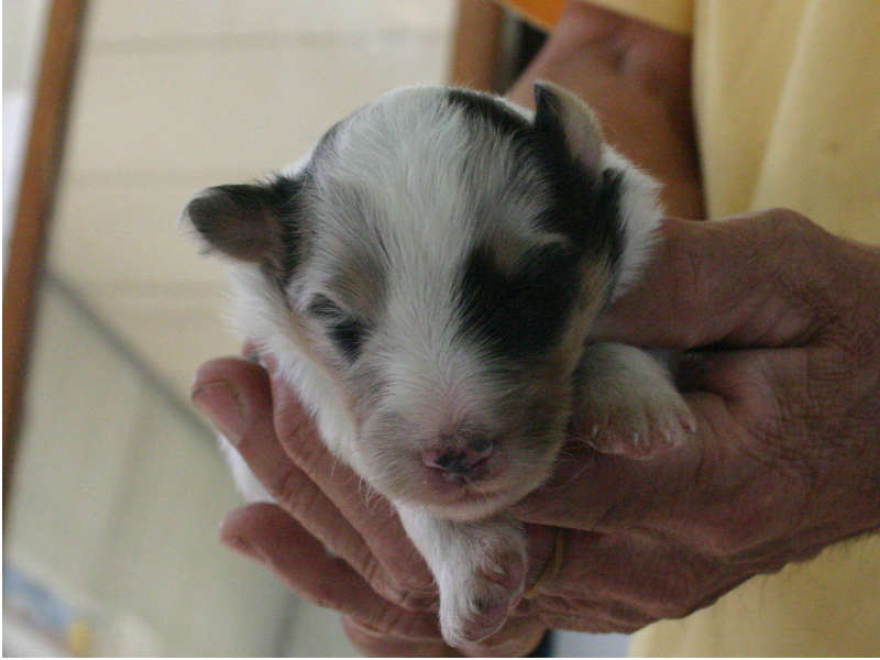 シェットランドシープドッグ(シェルティー）子犬販売情報、ブルーマール、男の子（オス）、2013年05月10日産まれ、埼玉県ブリーダー、ID130525007