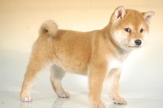 柴犬子犬販売、赤毛（赤柴）、男の子（オス）、2013年10月11日産まれ、千葉県ブリーダー、ID5123