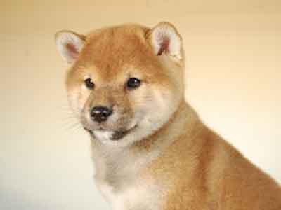柴犬子犬販売、赤毛（赤柴）、男の子（オス）、2013年10月11日産まれ、千葉県ブリーダー、ID5124