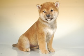 柴犬子犬販売、赤毛（赤柴）、男の子（オス）、2013年10月11日産まれ、千葉県ブリーダー、ID5124