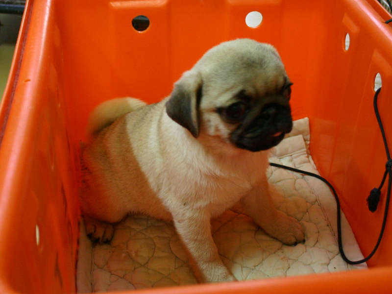 パグ子犬販売、女の子（メス）、フォーン、2013年06月28日産まれ、千葉県ブリーダー、High Quality Dog、ID4449