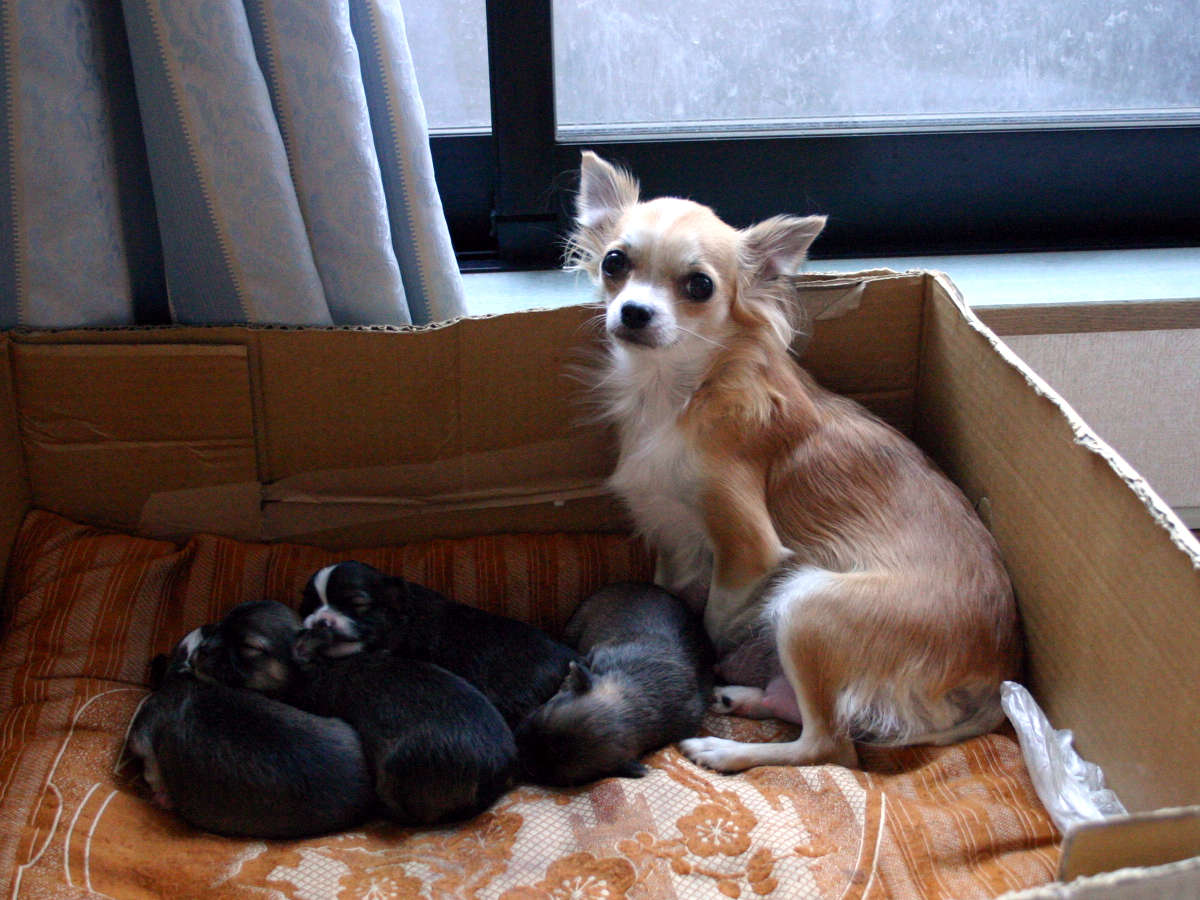 チワワロングコート子犬販売、男の子（オス）、女の子（メス）、2013年10月15日産まれ、母犬、東京都ブリーダー、ID4733、ID4734、ID4735、ID4736