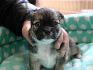 チワワロングコート子犬販売、女の子（メス）、レッド＆ホワイト、2013年10月15日産まれ、東京都ブリーダー、ID4736