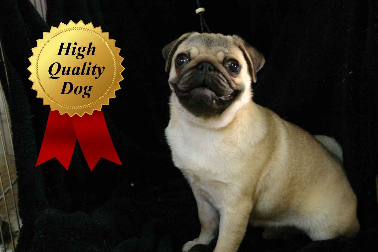 パグ子犬販売、フォーン、男の子（オス）、2013年06月28日産まれ、千葉県ブリーダー、High Quality Dog、ID4447