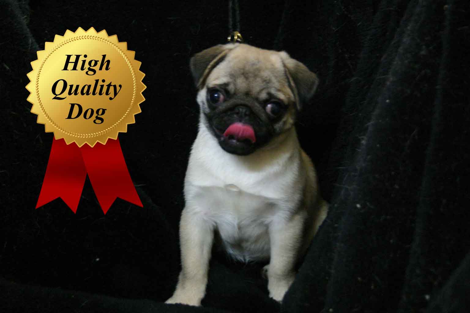 パグ子犬販売、女の子（メス）、フォーン、2013年08月13日産まれ、千葉県ブリーダー、High Quality Dog、ID4972