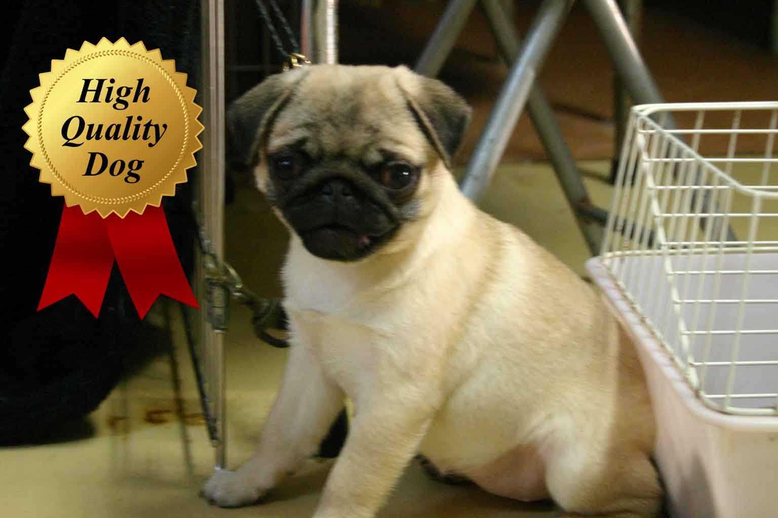 パグ子犬販売、女の子（メス）、フォーン、2013年08月13日産まれ、千葉県ブリーダー、High Quality Dog、ID4972