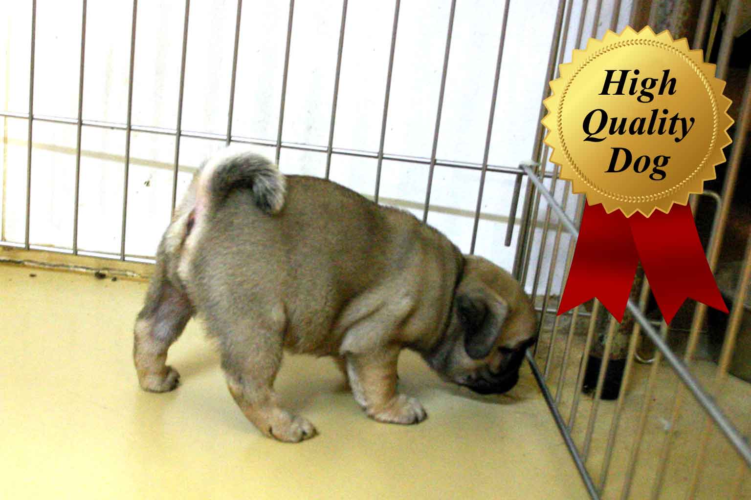 パグ子犬販売、フォーン、女の子（牝、Female）、2013年10月12日産まれ、千葉県ブリーダー、ID4976