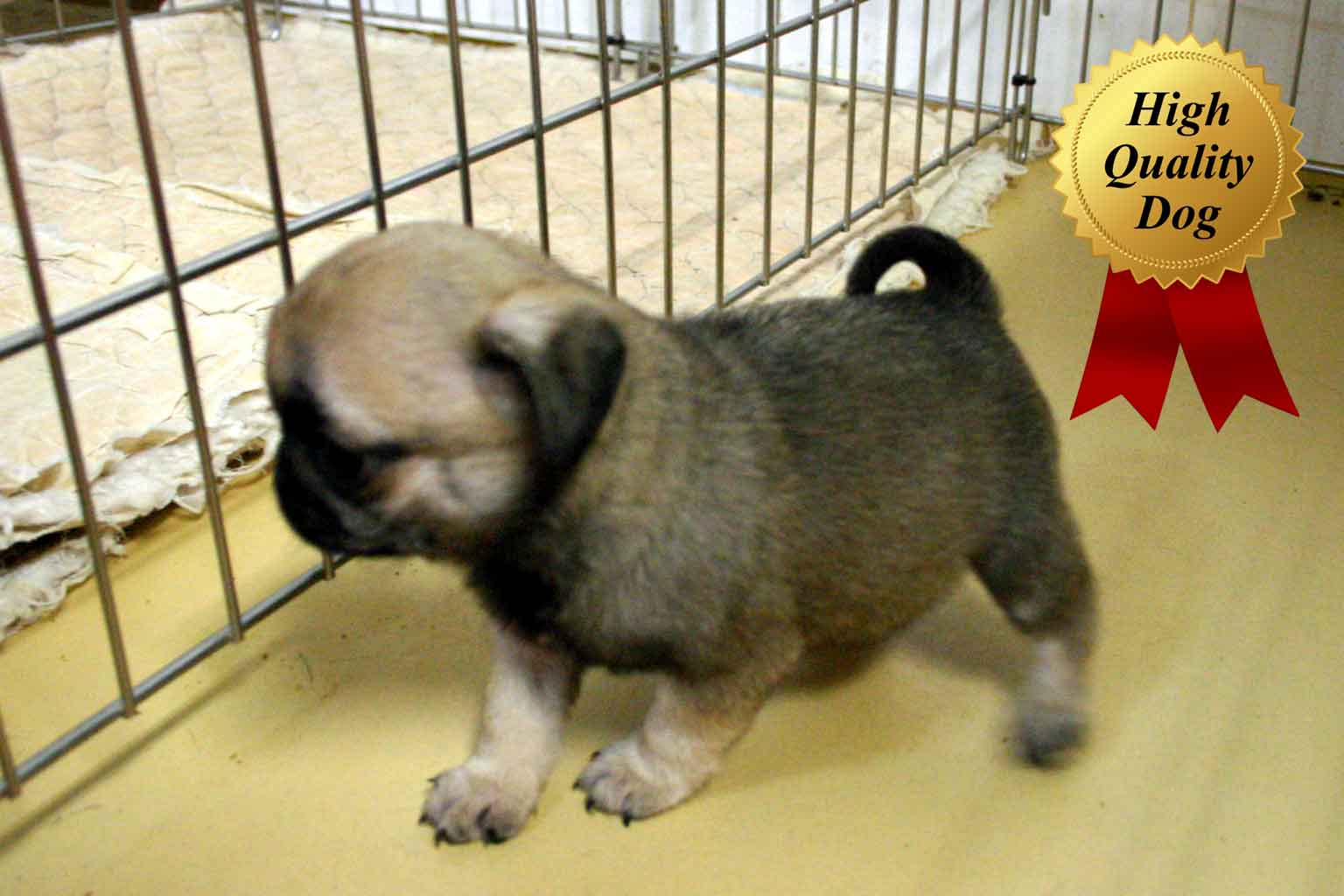 パグ子犬販売、フォーン、女の子（牝、Female）、2013年10月12日産まれ、千葉県ブリーダー、ID4977