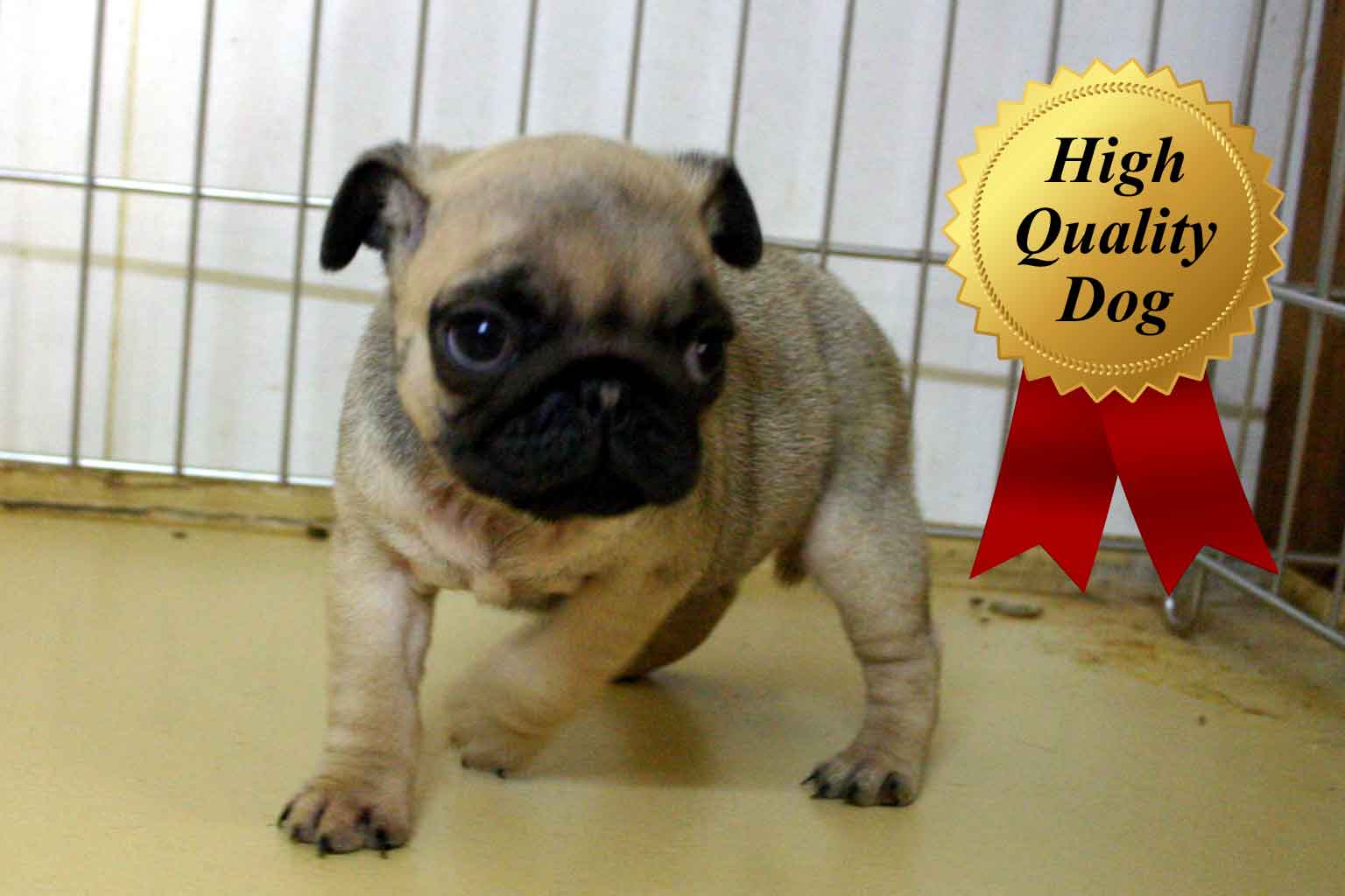 パグ子犬販売、フォーン、女の子（牝、Female）、2013年10月12日産まれ、千葉県ブリーダー、ID4978