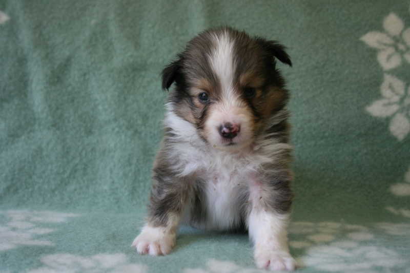 シェットランドシープドッグ（シェルティー）子犬販売情報、セーブル、男の子（オス）、2013年07月19日生れ、神奈川県ブリーダー、ID4094