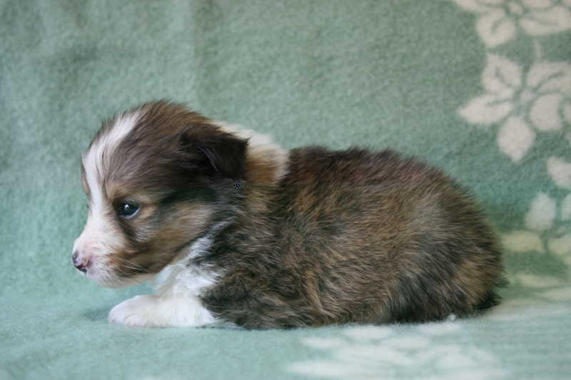 シェットランドシープドッグ（シェルティー）子犬販売情報、セーブル、男の子（オス）、2013年07月19日生れ、神奈川県ブリーダー、ID4094