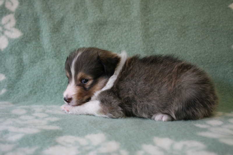 シェットランドシープドッグ（シェルティー）子犬販売、セーブル、男の子（オス）、2013年07月19日産まれ、神奈川県ブリーダー、ID4095