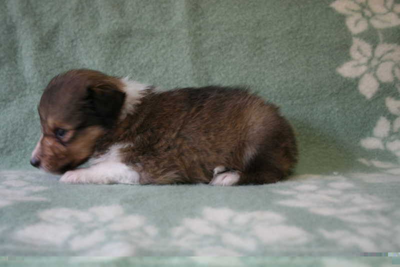 シェットランドシープドッグ（シェルティー）子犬販売、セーブル、女の子（メス）、2013年07月19日産まれ、神奈川県ブリーダー、ID4097