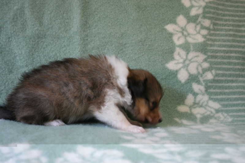 シェットランドシープドッグ（シェルティー）子犬販売、セーブル、女の子（メス）、2013年07月19日産まれ、神奈川県ブリーダー、ID4097