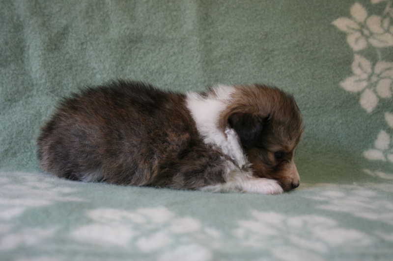 シェットランドシープドッグ（シェルティー）子犬販売、セーブル、女の子（メス）、2013年07月19日産まれ、神奈川県ブリーダー、ID4098