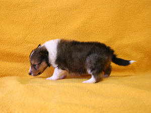 シェットランドシープドッグ（シェルティー）子犬販売、セーブル、男の子（オス）、2013年12月01日産まれ、神奈川県ブリーダー、ID5260