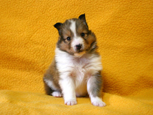 シェットランドシープドッグ（シェルティー）子犬販売、セーブル、男の子（オス）、2013年12月01日産まれ、神奈川県ブリーダー、ID5261